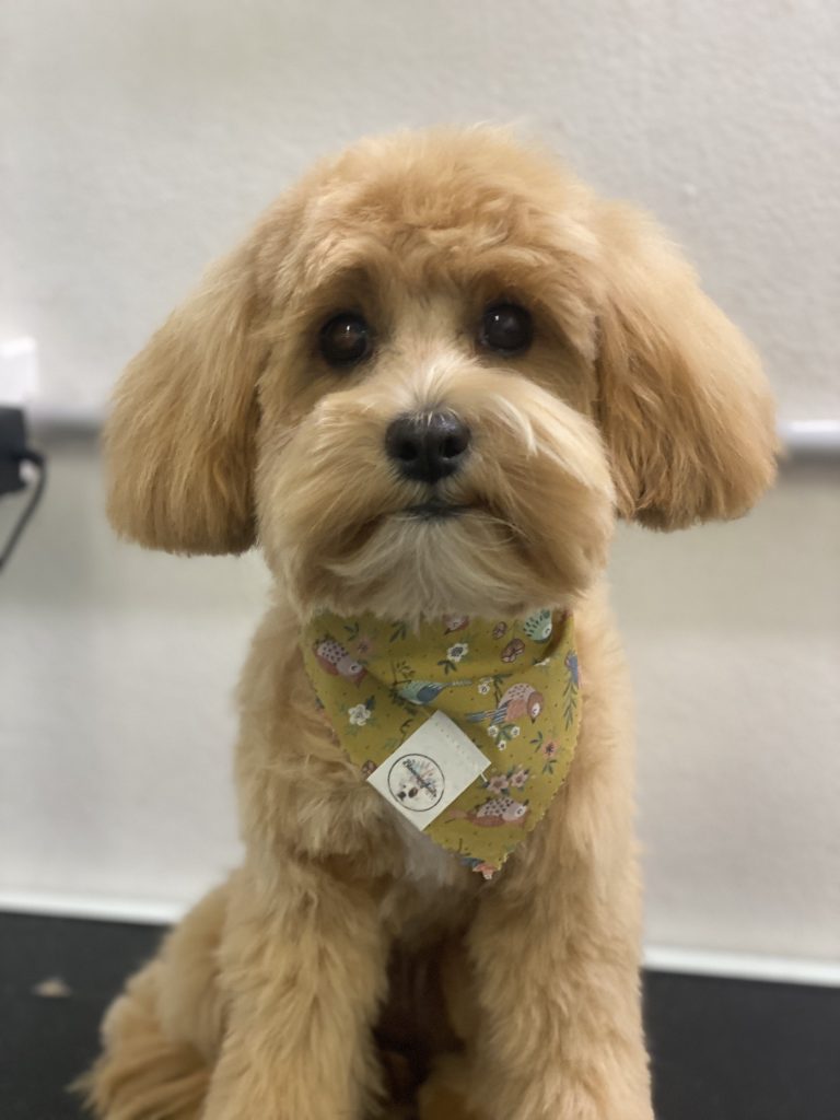 brown cavoodle