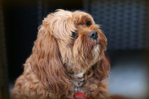 brown cavoodle