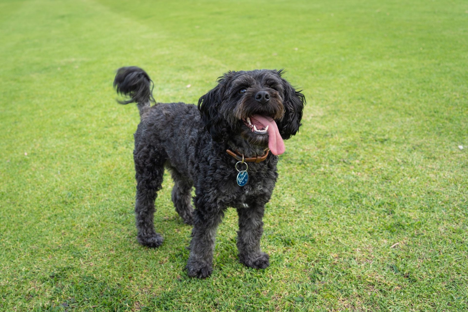 black cavoodle