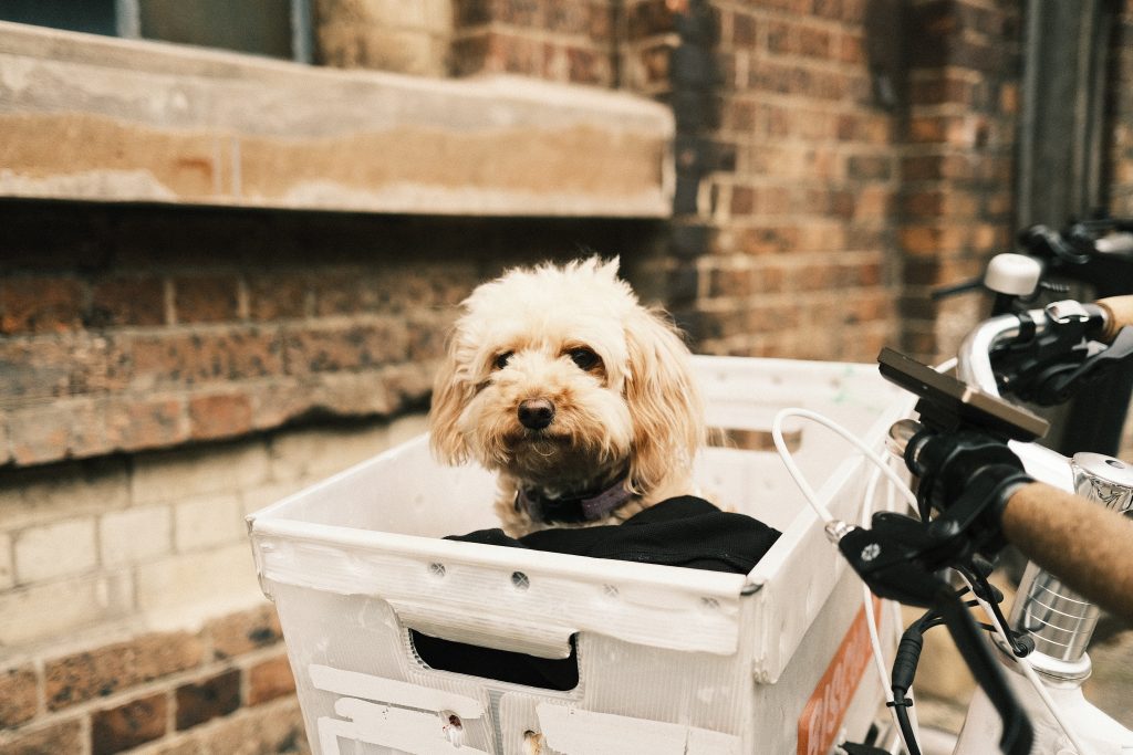 White cavoodle in box