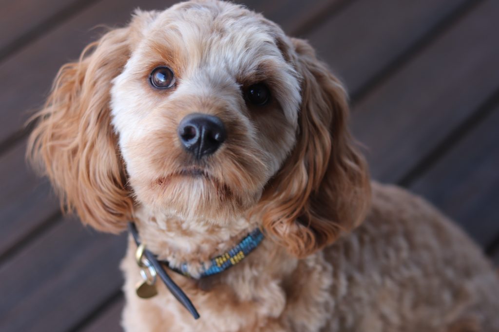 cavoodle