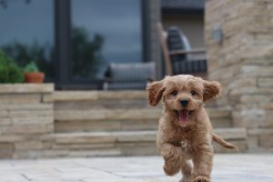 Brown cavoodle