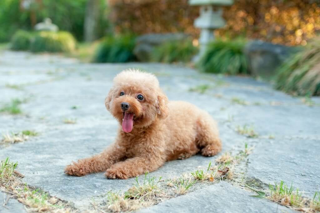 cavoodle lying on paving stones