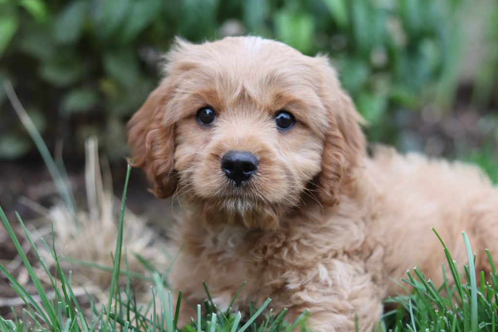 An example of a beautiful brown Cavoodle puppy