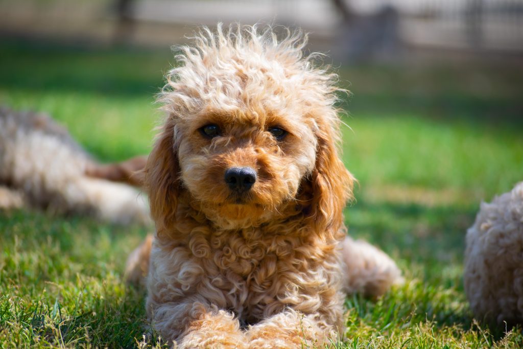 Brown Cavoodle lying on grass