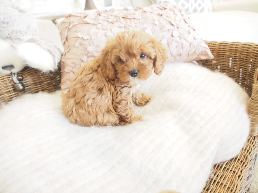brown cavoodle puppy in wicker dog bed