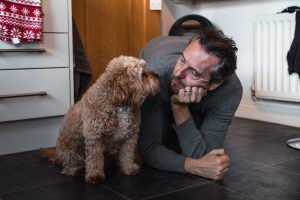 brown cavoodle in house with human