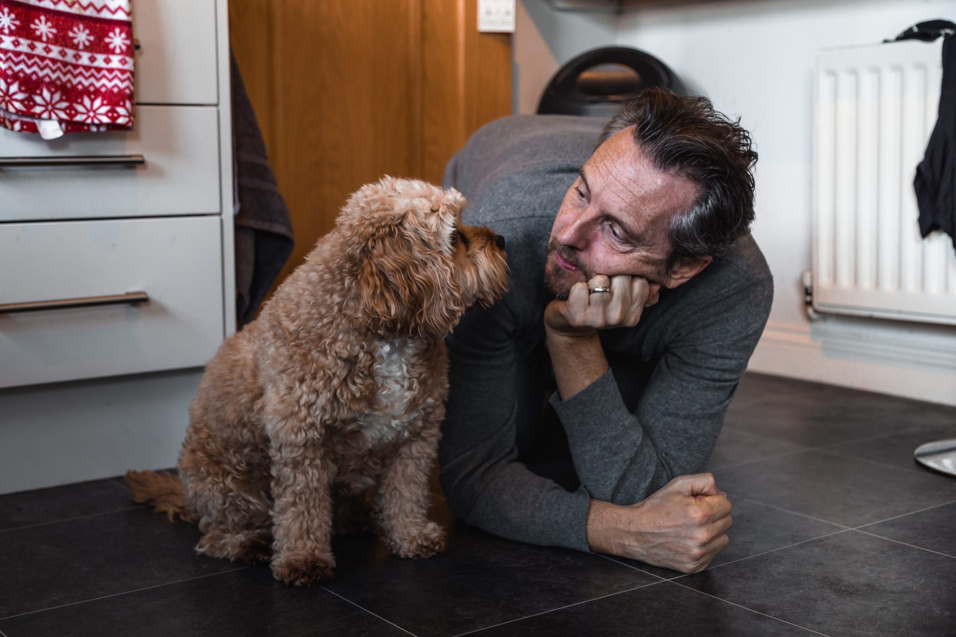 brown cavoodle in house with human