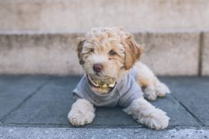 light brown cavapoo in grey shirt