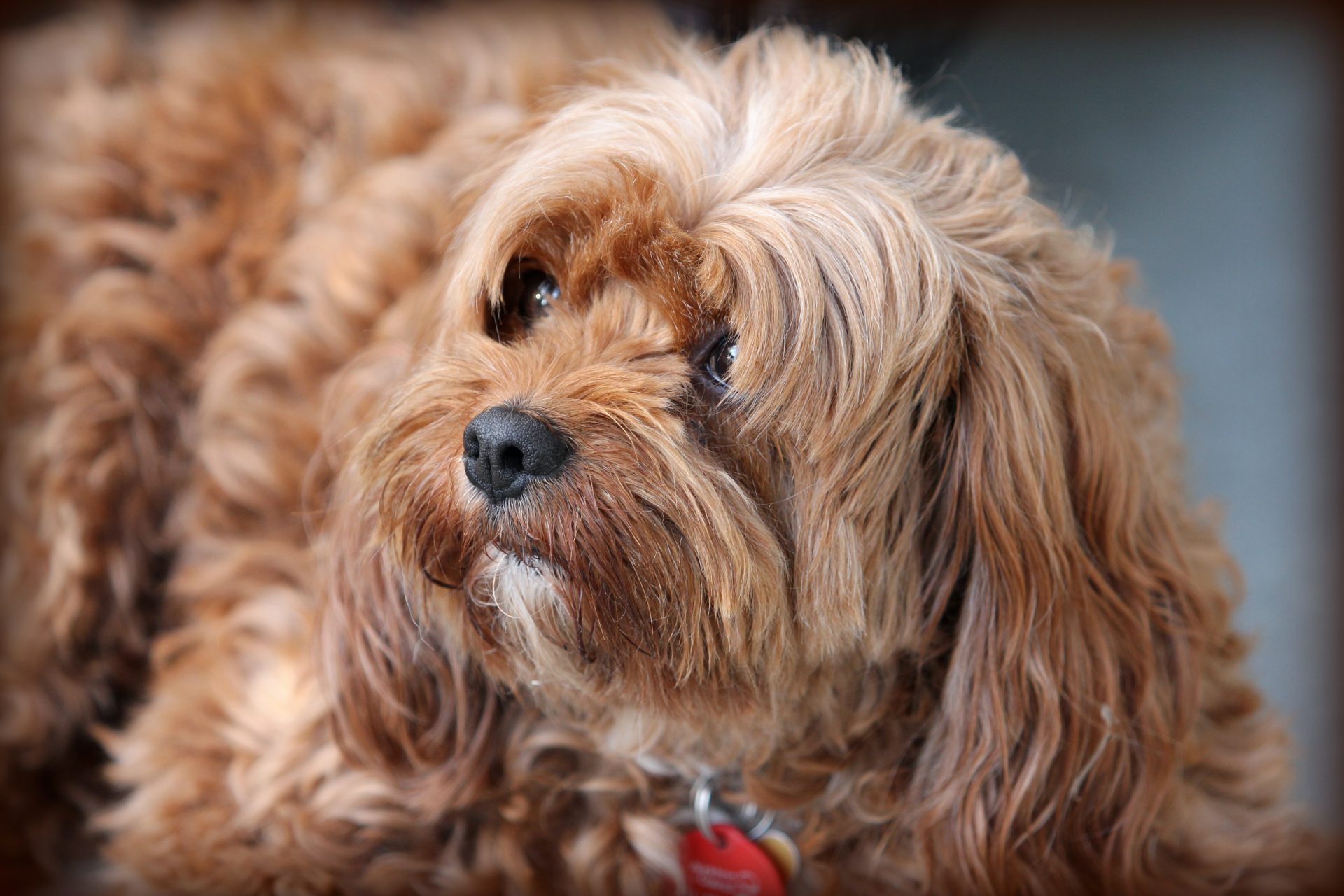 brown cavoodle