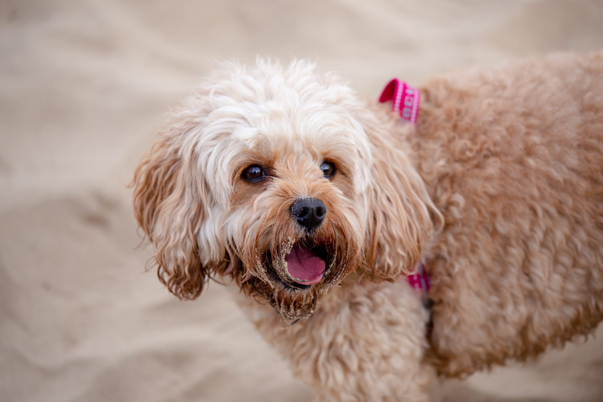 brown cavapoo at the beach