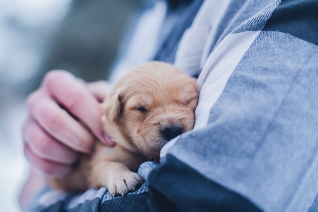 cavoodle puppy