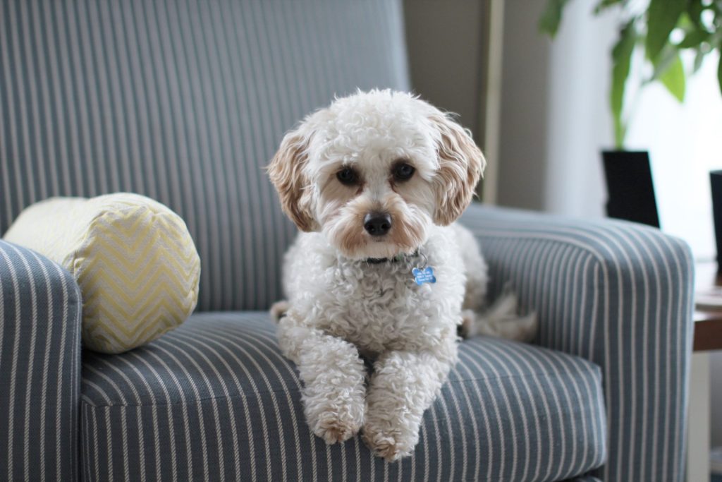 white cavoodle on chair