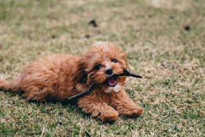 cavoodle