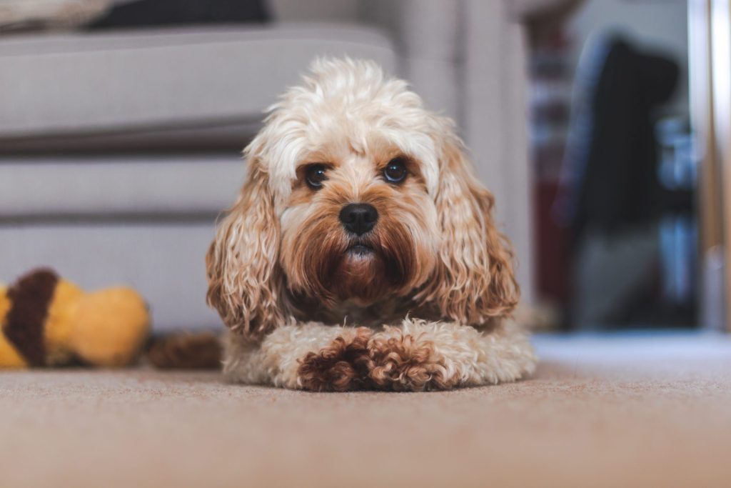 cavoodle on floor with legs in front