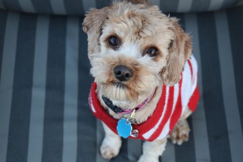 cavoodle in striped shirt