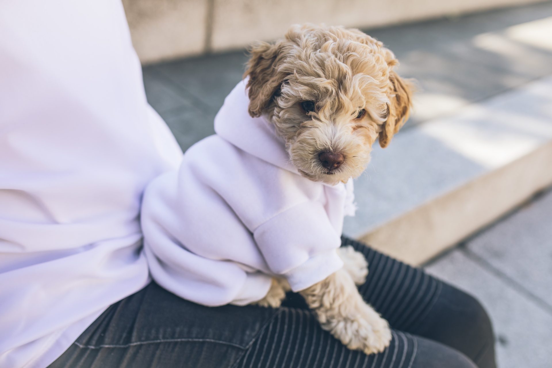 cavoodle anxiety