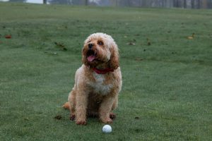 cavoodle coat