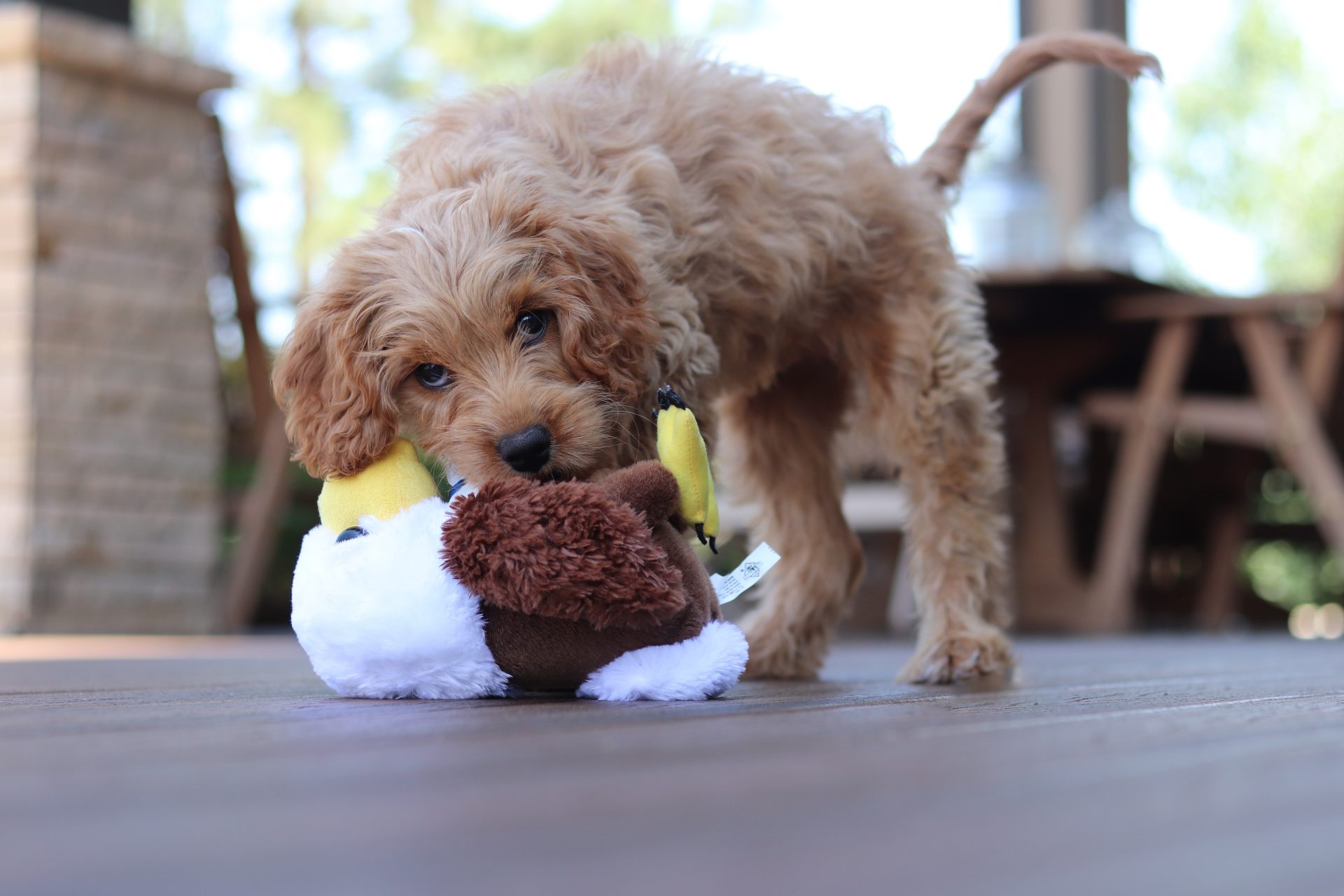 cavoodle-with-toy