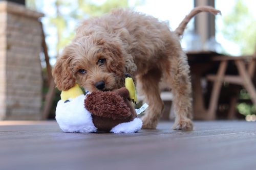 cavoodle with toy
