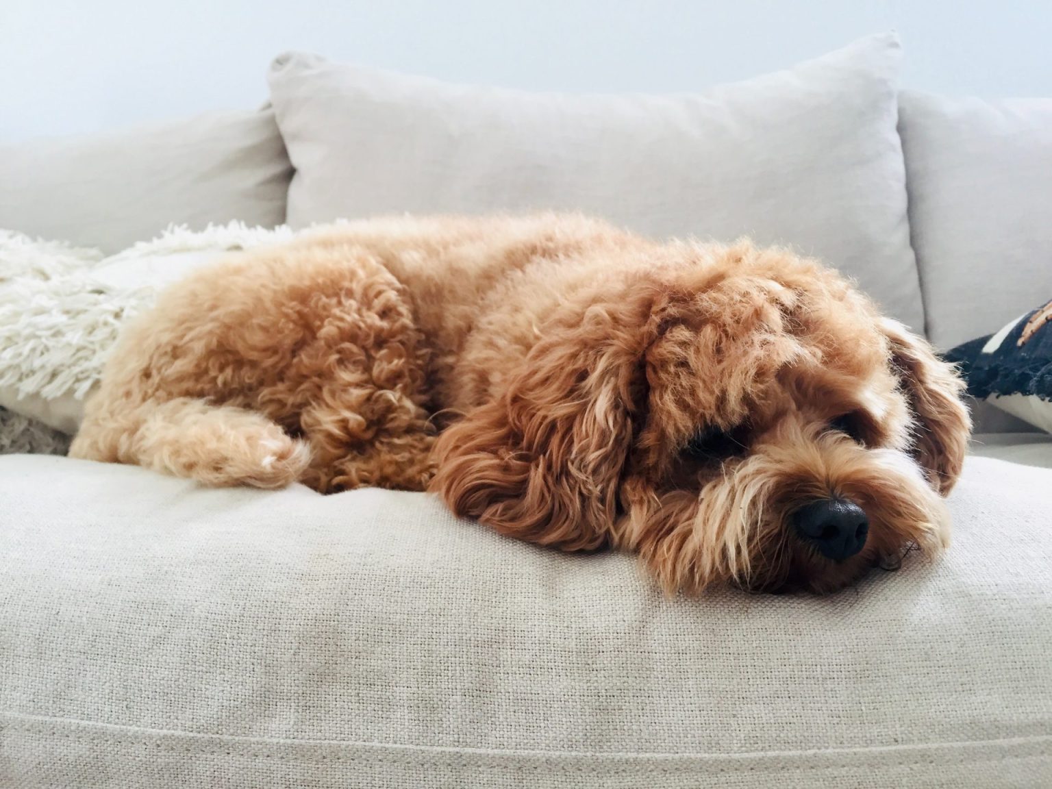 5 Unique Cavoodle Colours - Cavoodle Community Australia