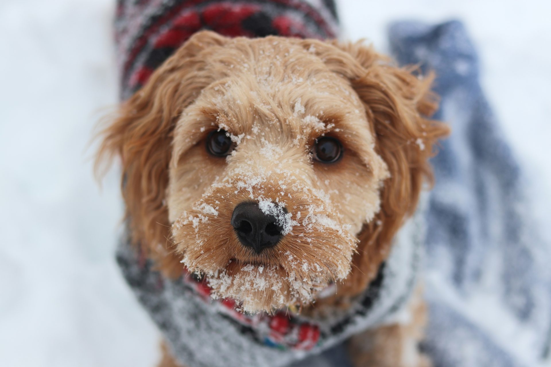 Are Cavoodles Biters?