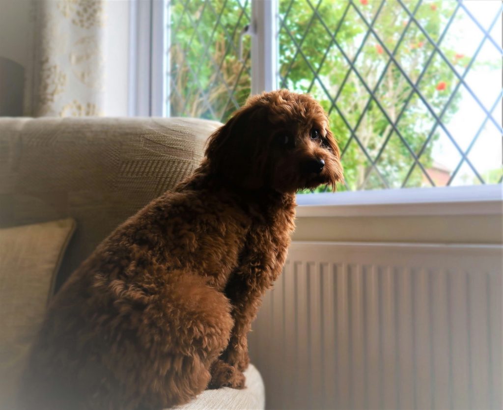 brown cavoodle looking out window